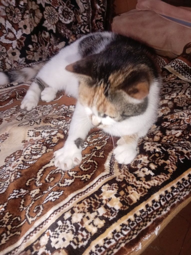 Отдам красивую кошечку