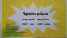 Черви для рыбалки, Дендробена, Калифорнийский Работаем с 7.00до 22.00.