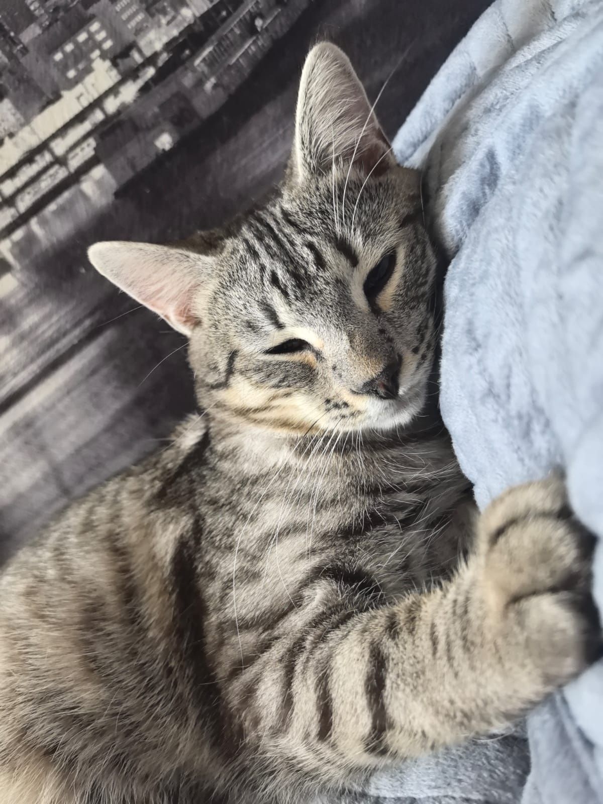 Отдам котика в добрые руки