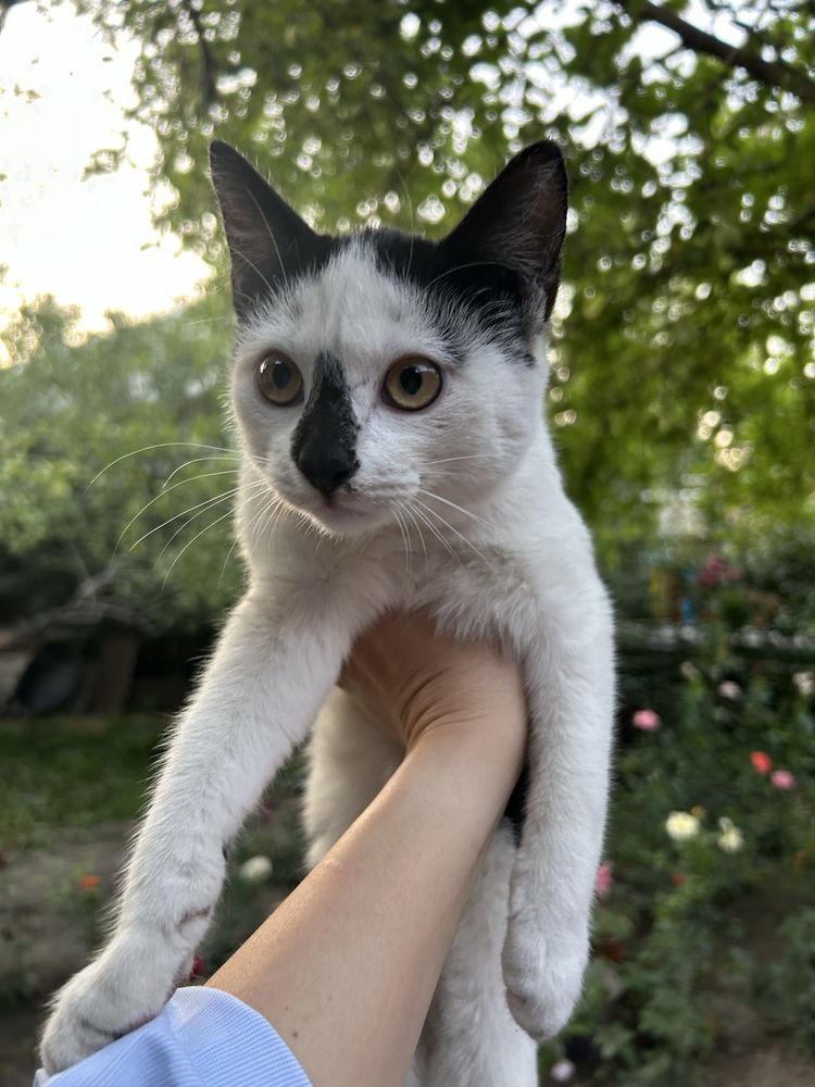 Котята подростки в добрые руки