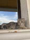 Шотландская вислоухая кошка