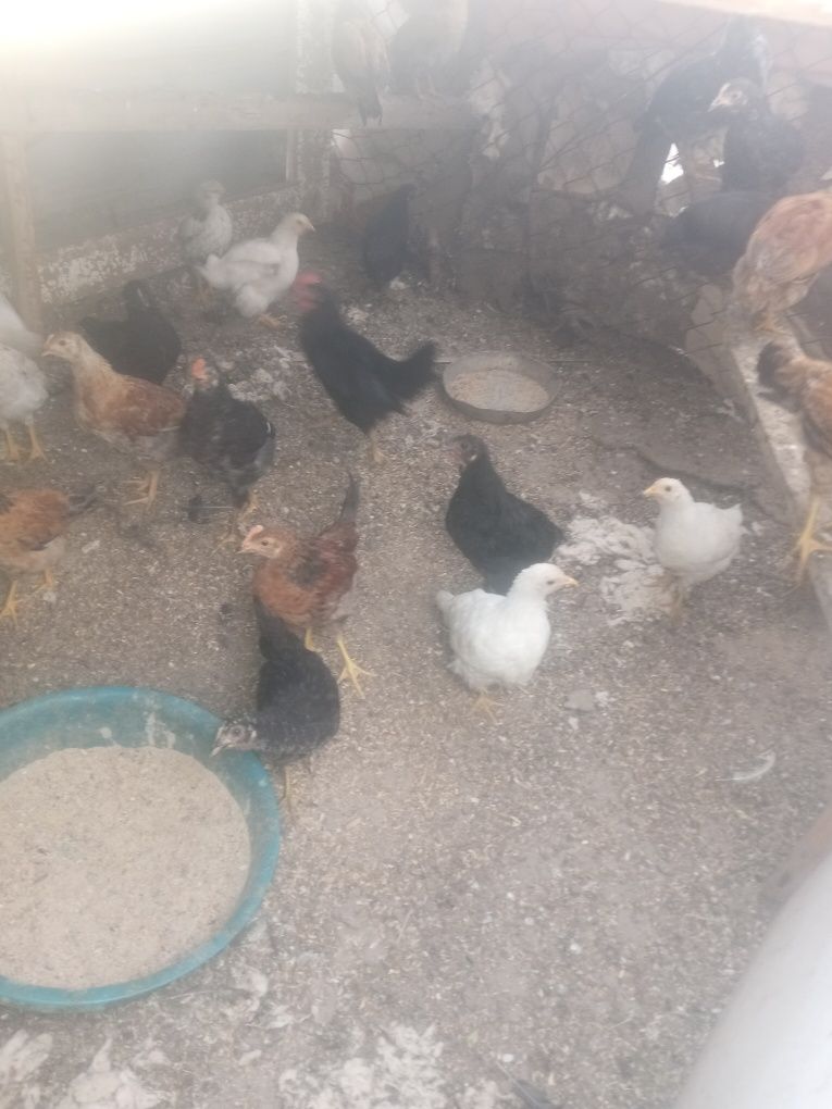 Продам курей, цыплят