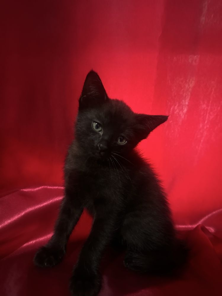Отдам котят в добрые руки!