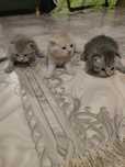 Красивые котята 1 месяц