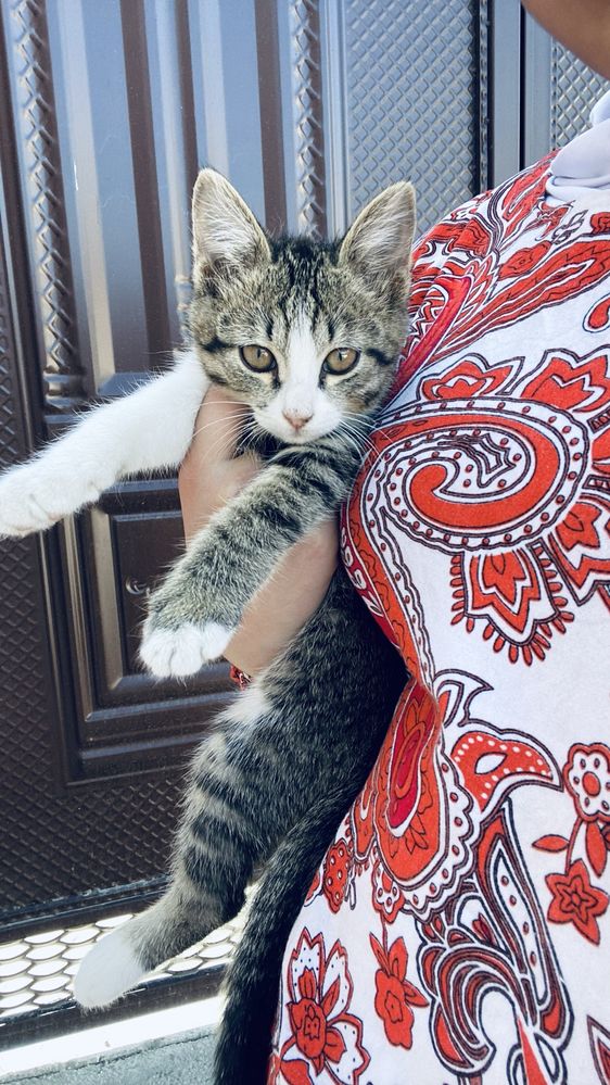 отдам котенка в добрые руки