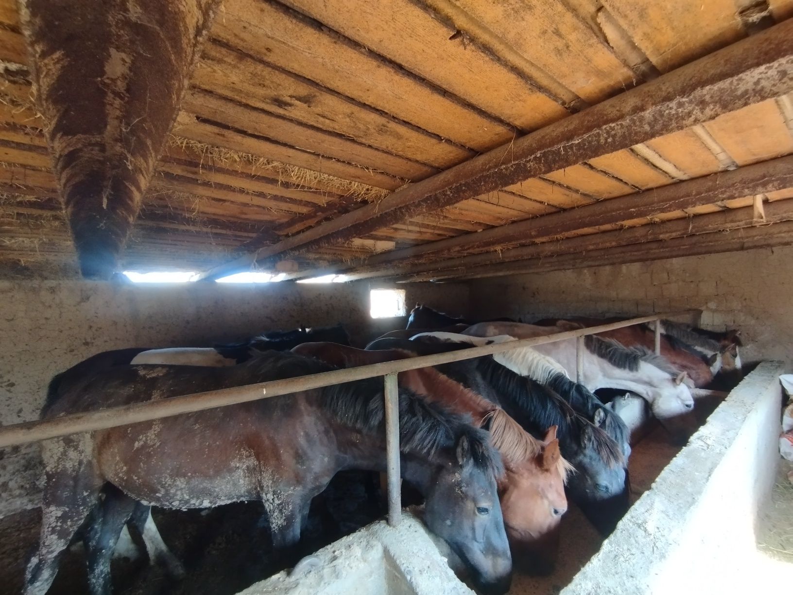 1.5 жасар тайлар