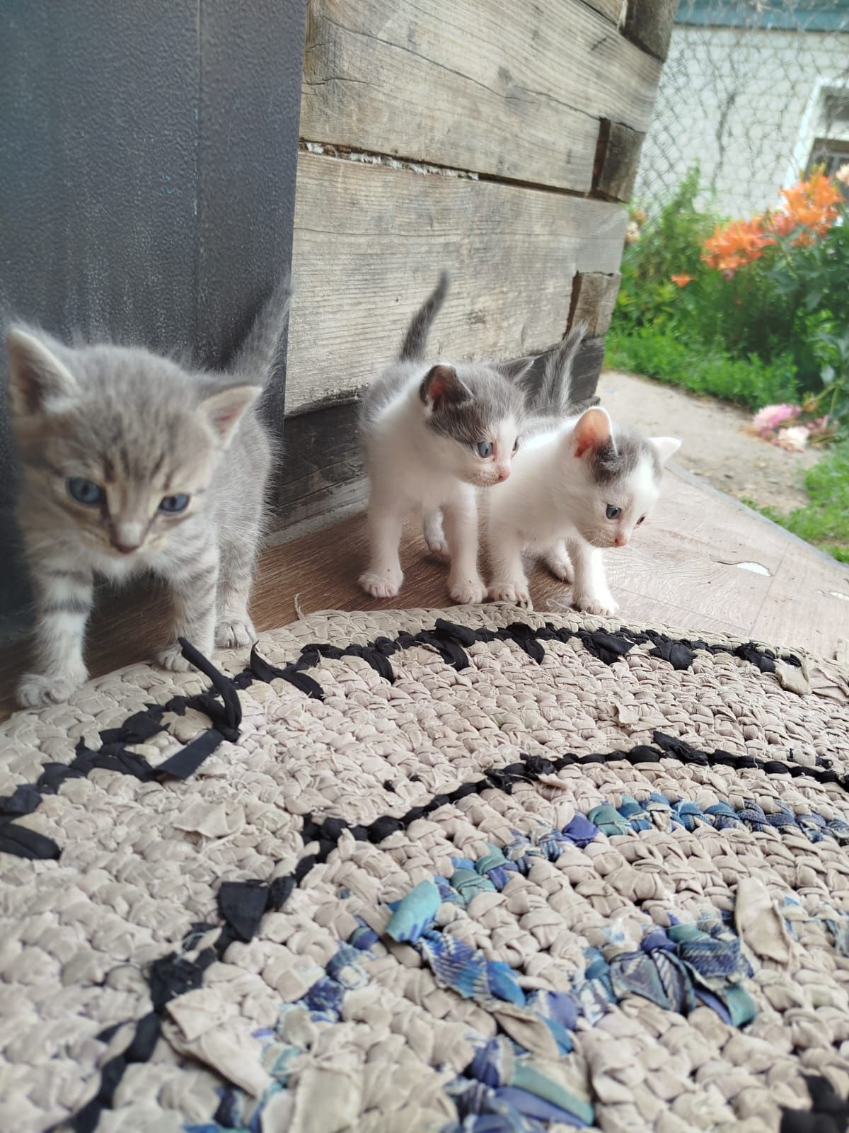 Котята красивые два мальчика и одна девочка ! СРОЧНО !