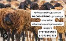 Қой бараны семіз