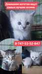 Котята 1,5 месяца