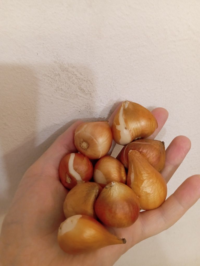 Продам луковицы  тюльпанов