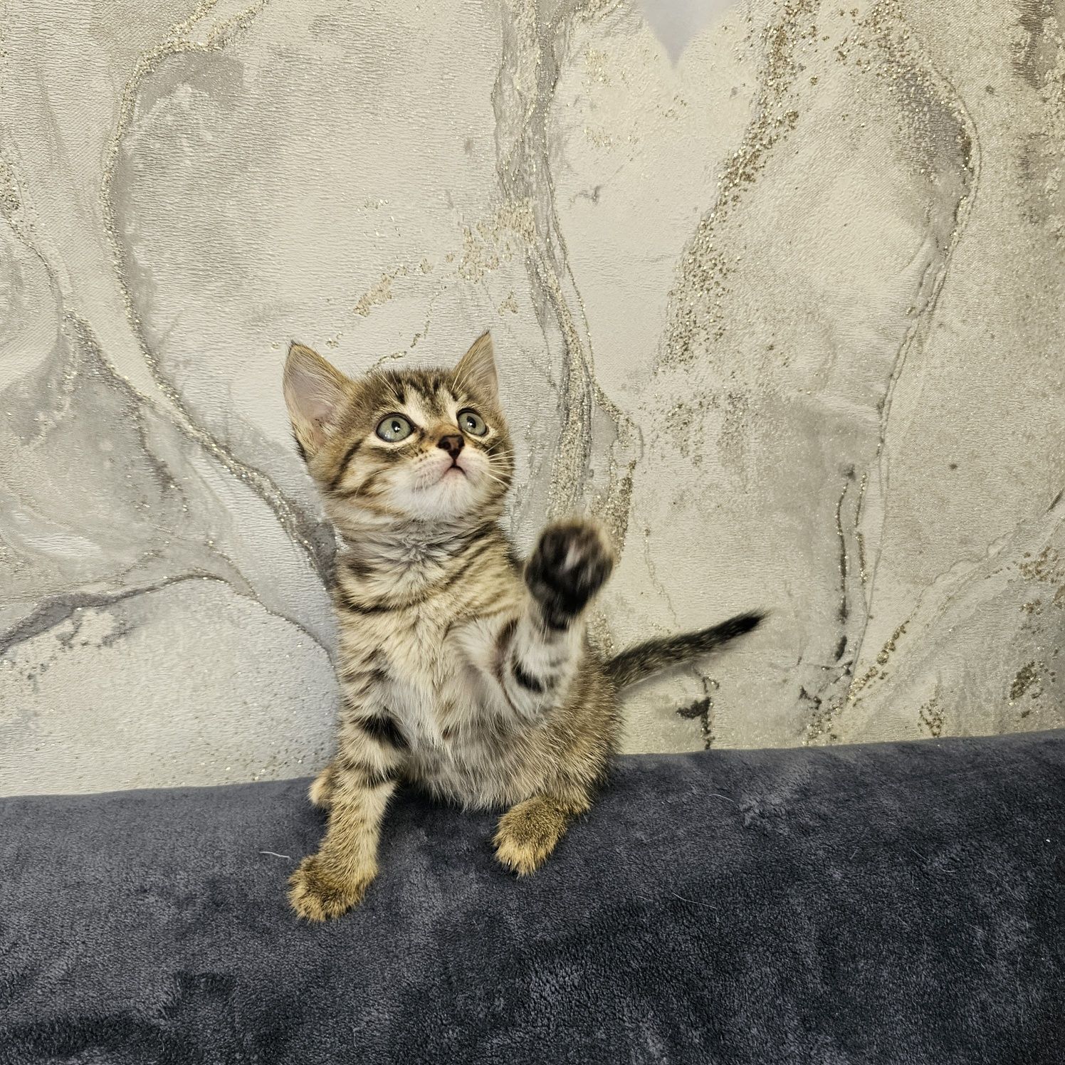 Отдам котят, котенка девочку в добрые руки