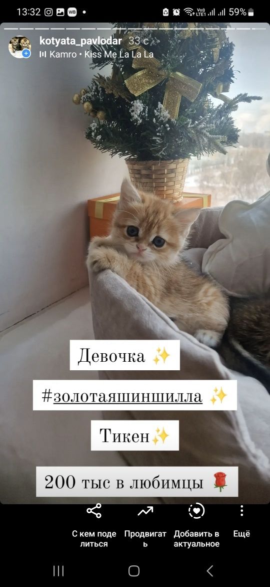 Золотые шиншилловые детки Российские крови
