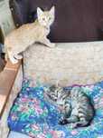 Отдам котят в добрые руки