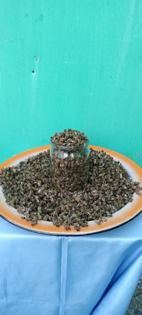 Продам пчелиный подмор