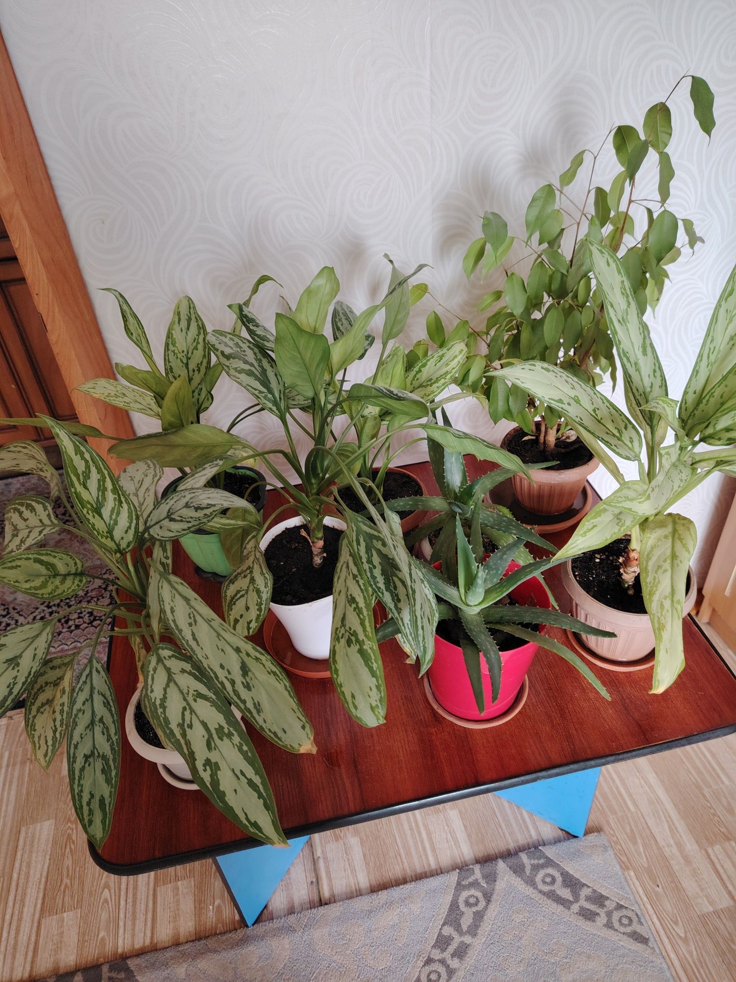 Продам цветы домашние аглонема