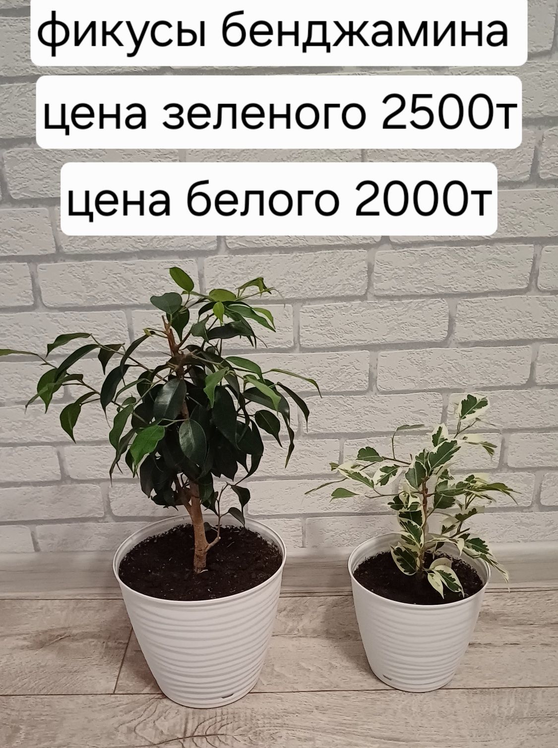 Продам аспарагус и другии цветы