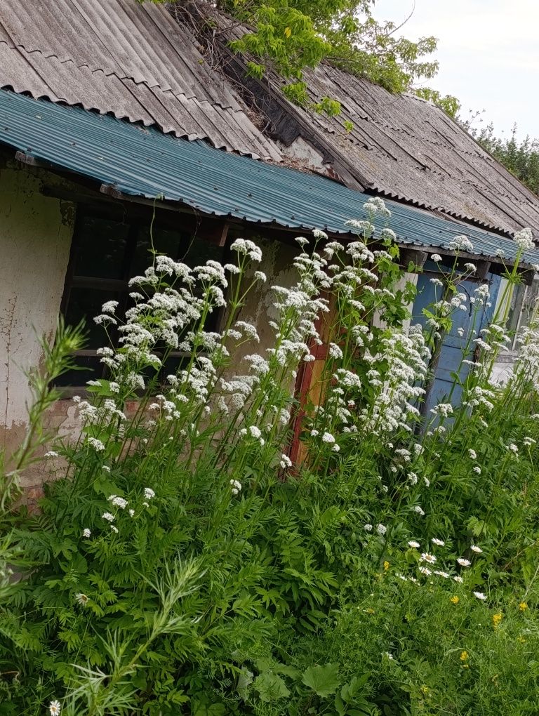Продам дачу  в городе