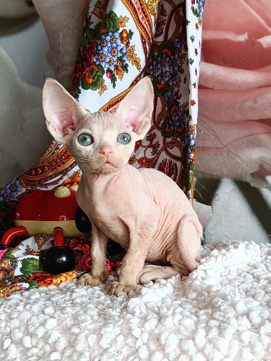 Котята Девон Рекс.