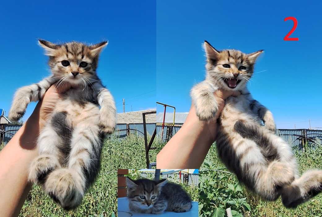 Отдам котят в хорошие руки