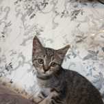 Котенок 3 месяца
