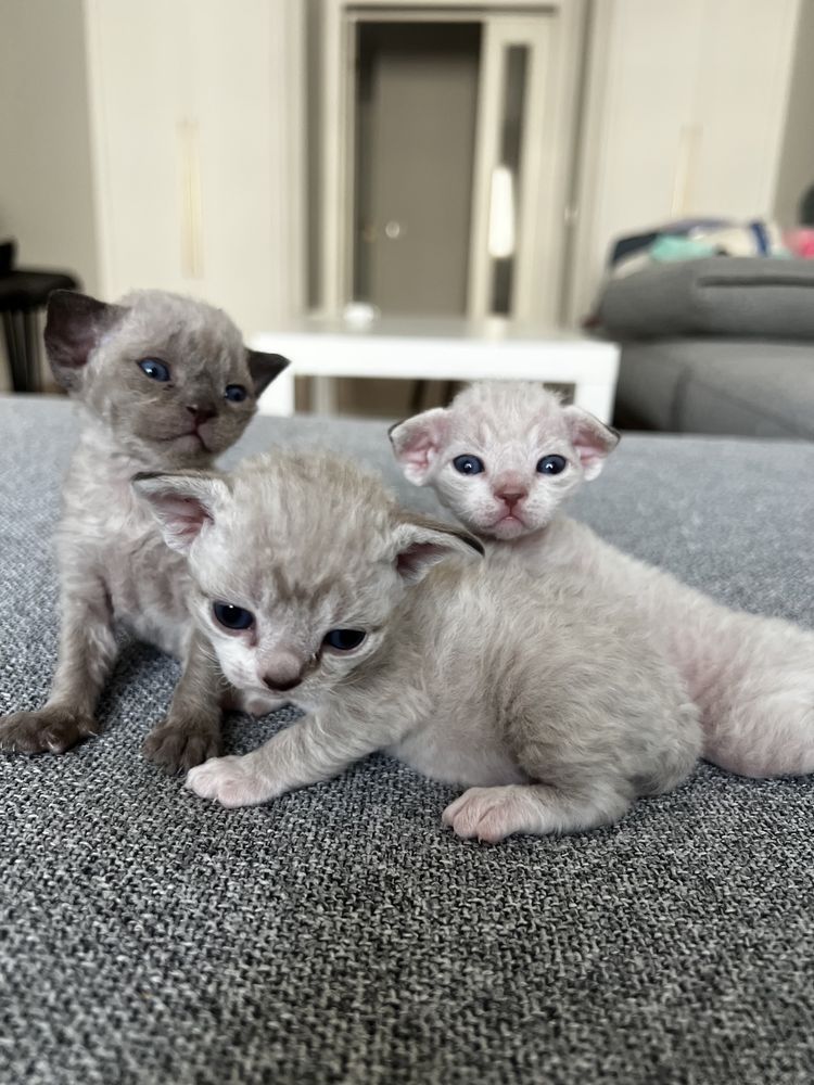 Котята девон рекс