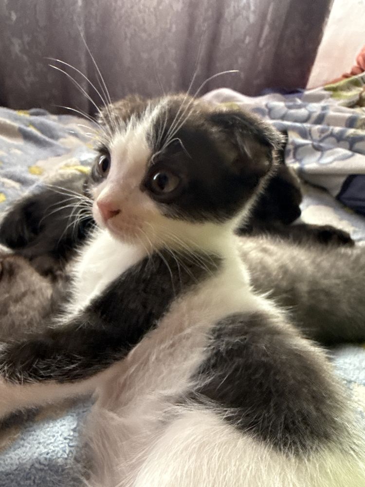 Отдам котят 1,5 месяца.