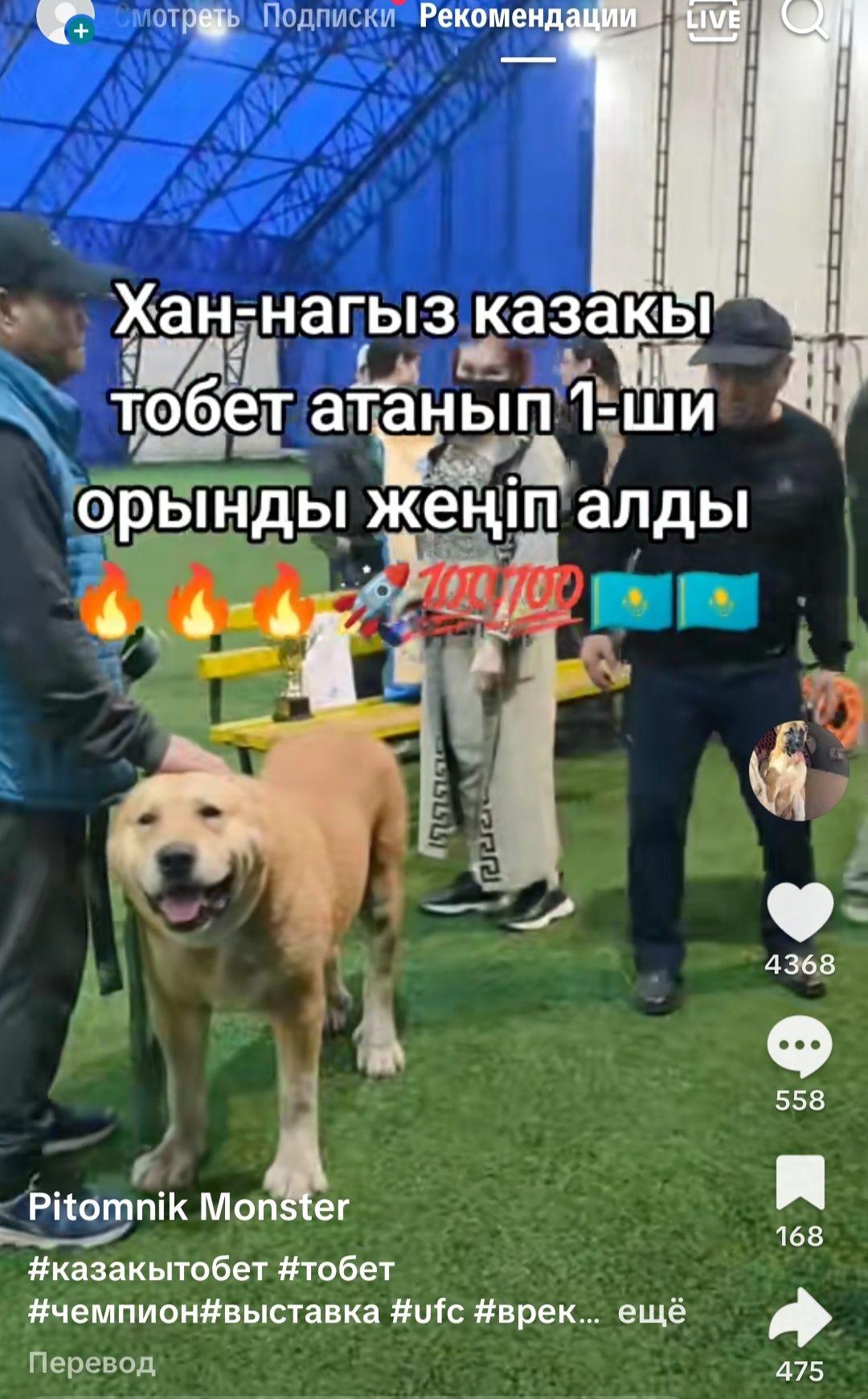 Щенки Төбета (девочки)