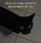 СПАСИТЕ ЖИЗНЬ бездомному котику!