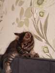 Отдам котят в хорошие руки