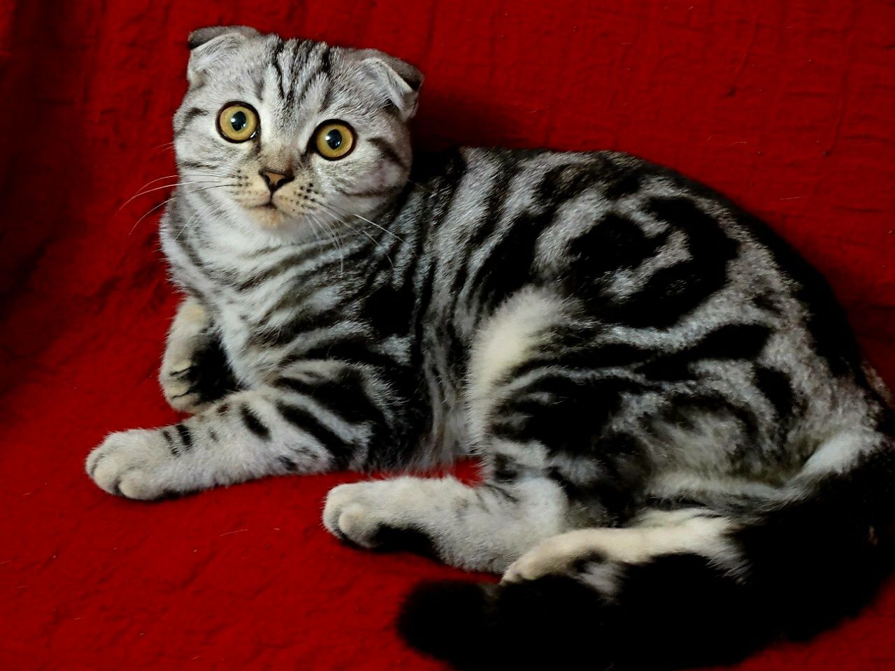 Ищем опытного кота для вязки
