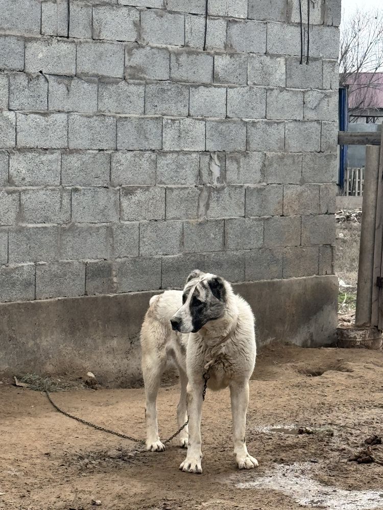 Алабай ит сатылады