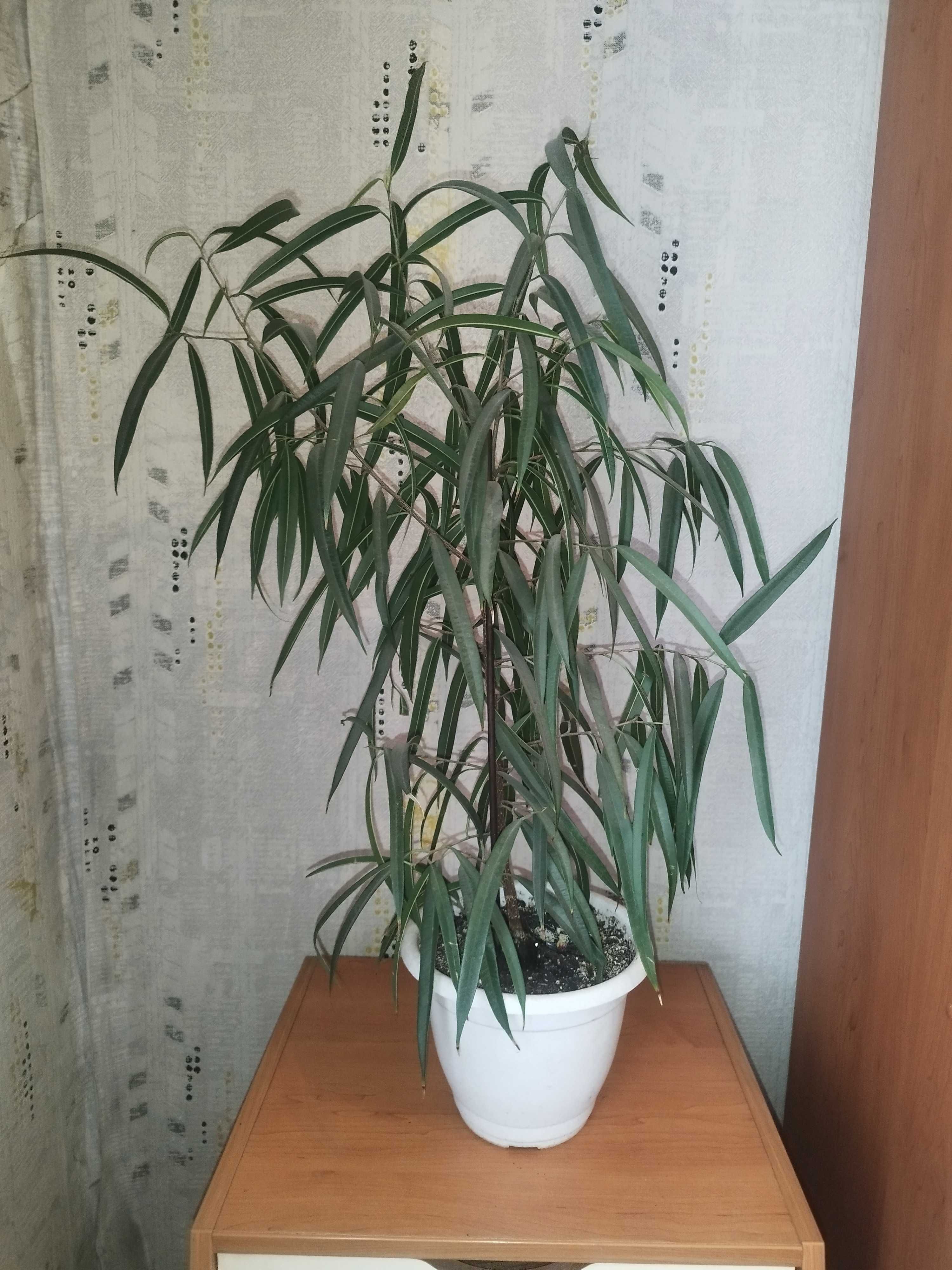 Фикус биннедика Али (Ficus binnendijkii Alii)