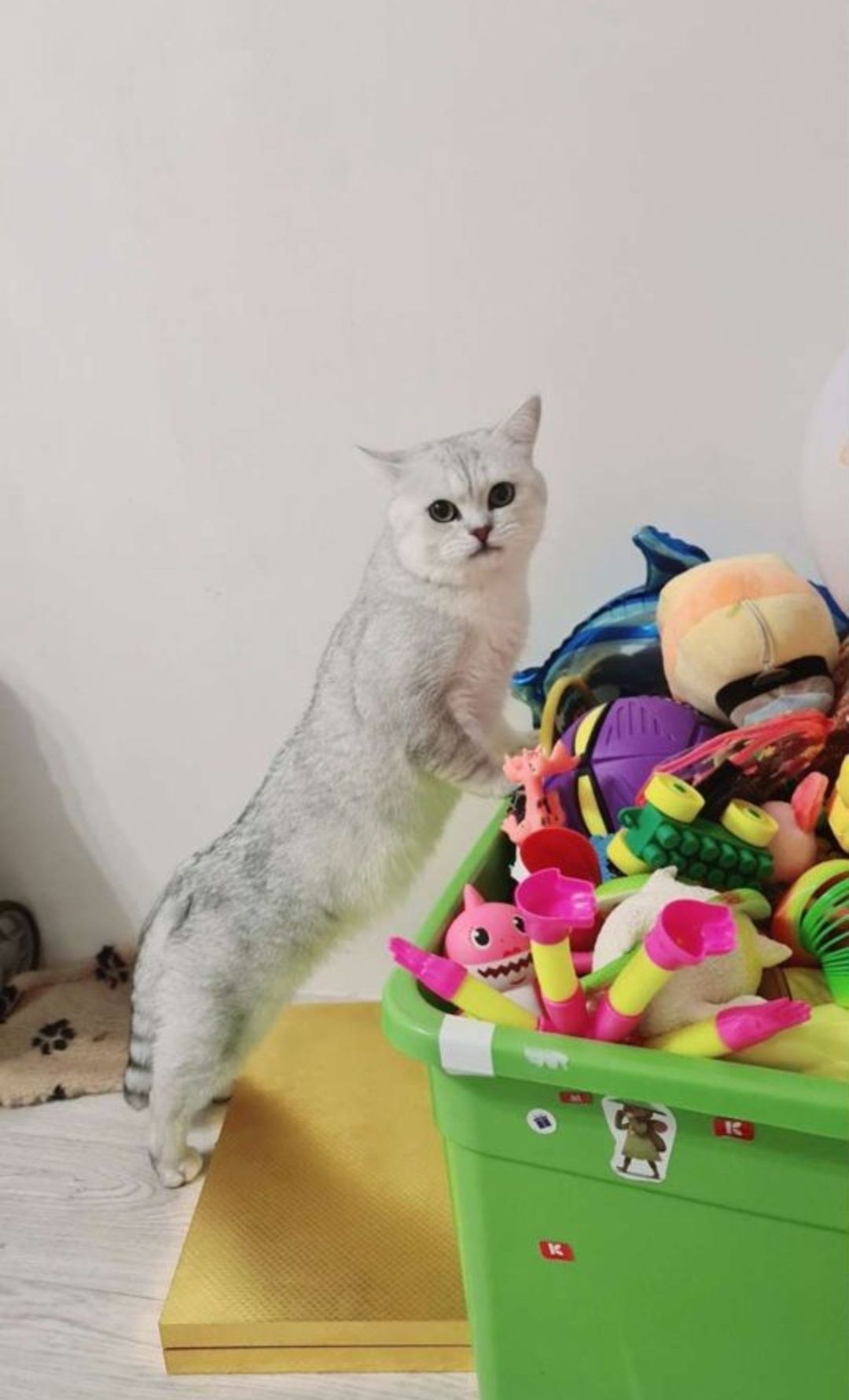 Вязка опытного кота, британец окрас шиншила серебро, ждет невет!