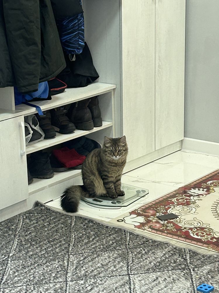 Ищу добрые руки для котика!