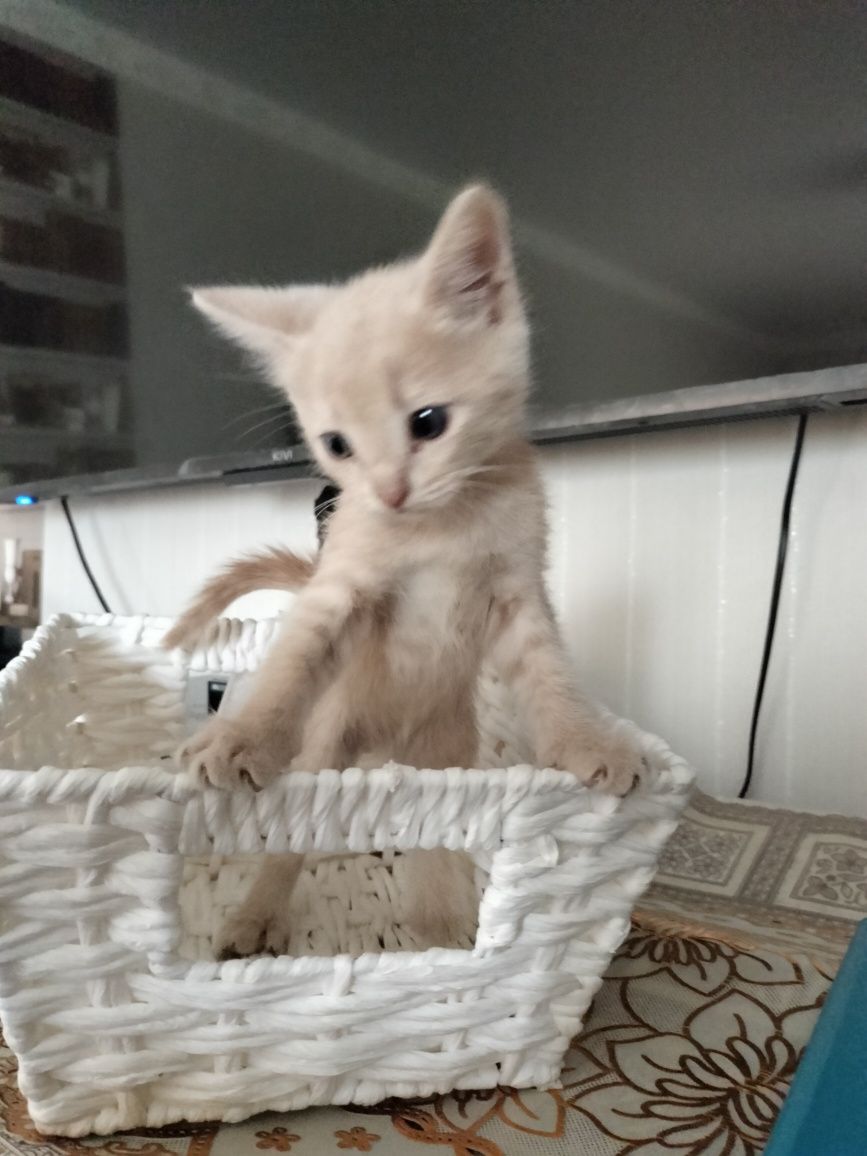 Отдам котят в добрые руки