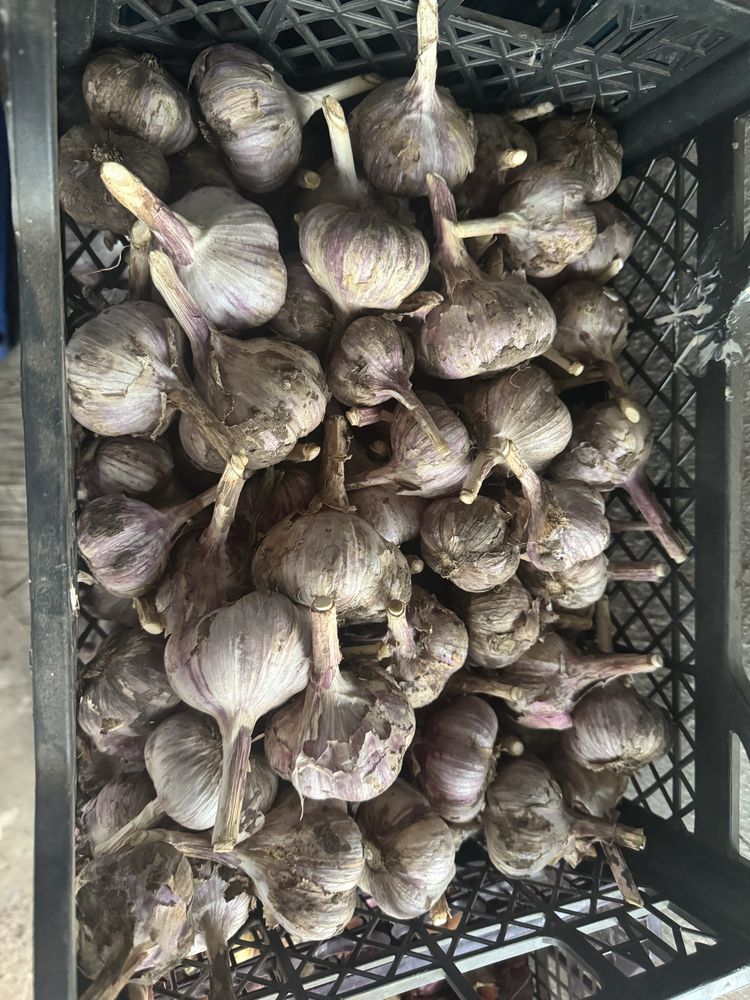 Продам дачный чеснок