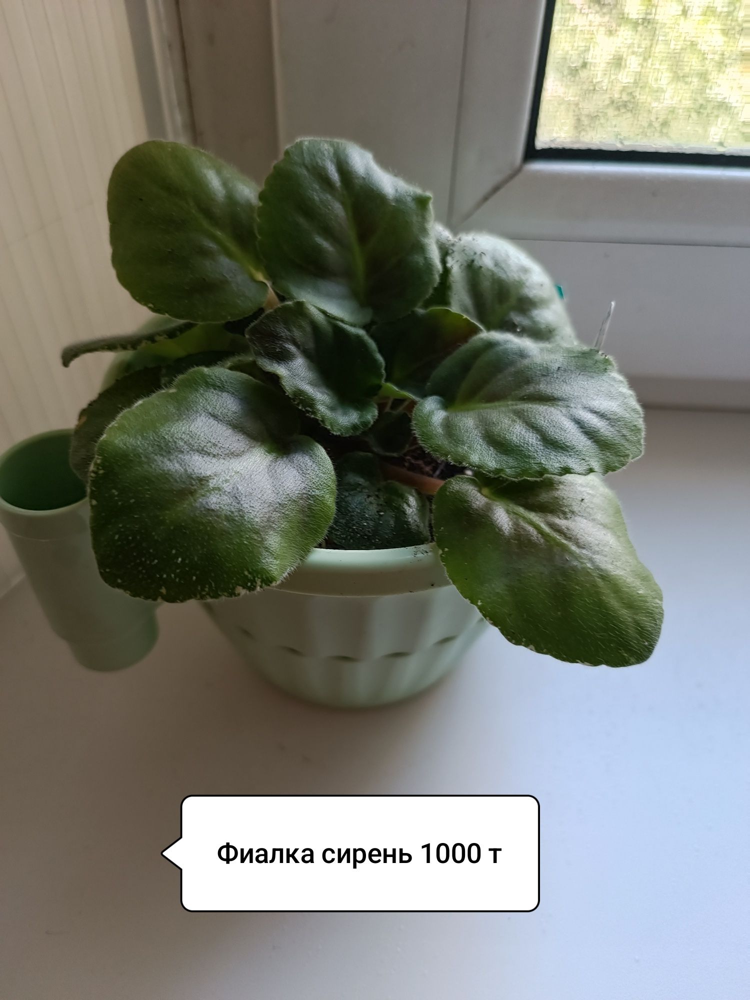 Продаю растюхи для дома