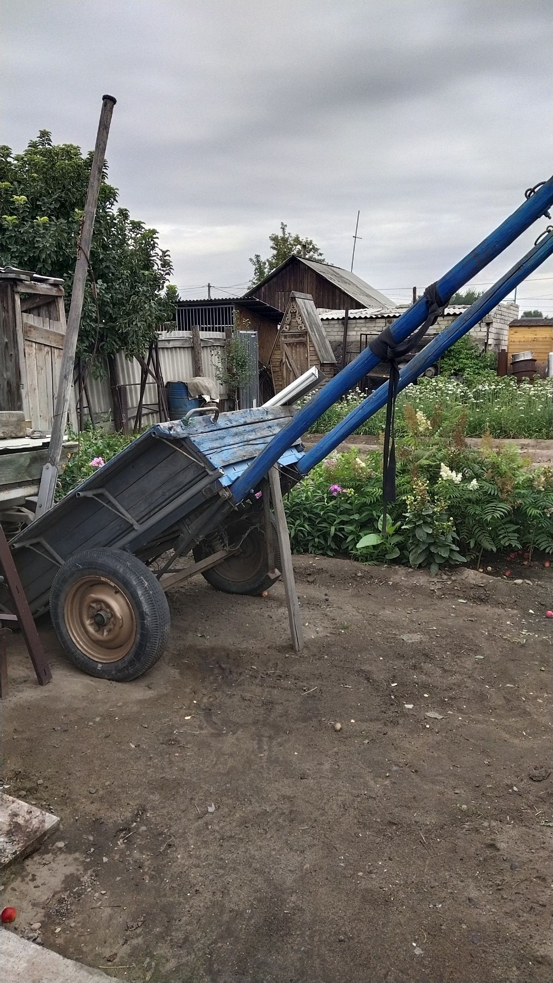 Ишачиха 8 лет сильная