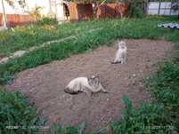 Отдам кошку и котенка