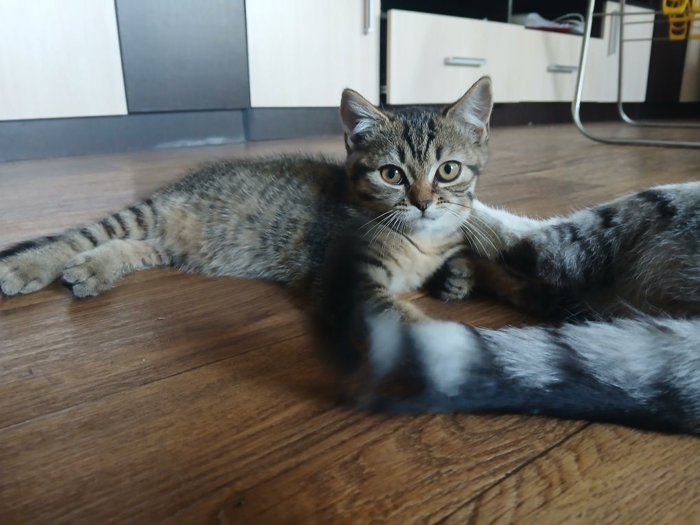 Продам котят британских