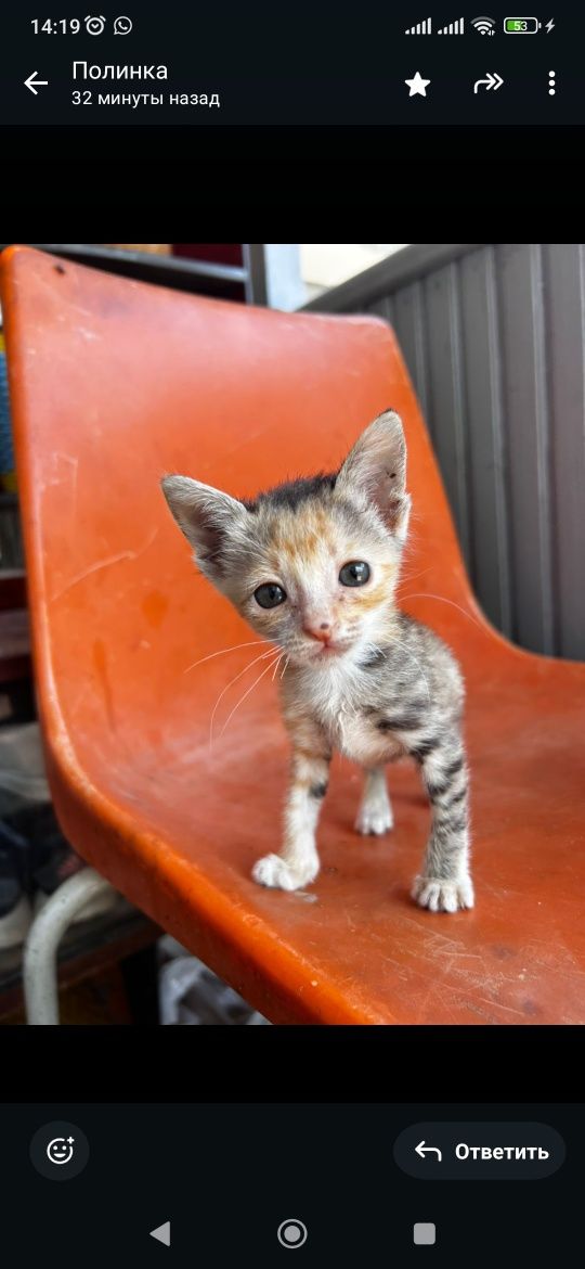 Котята в добрые руки