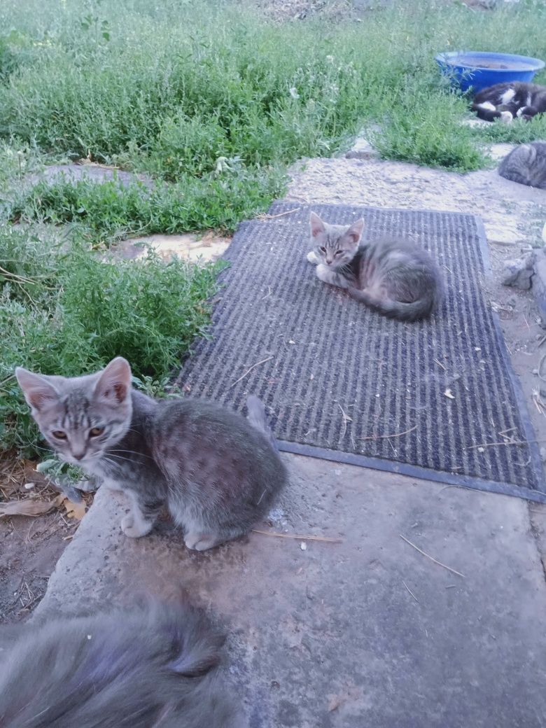 Отдам бесплатно котят в добрые руки