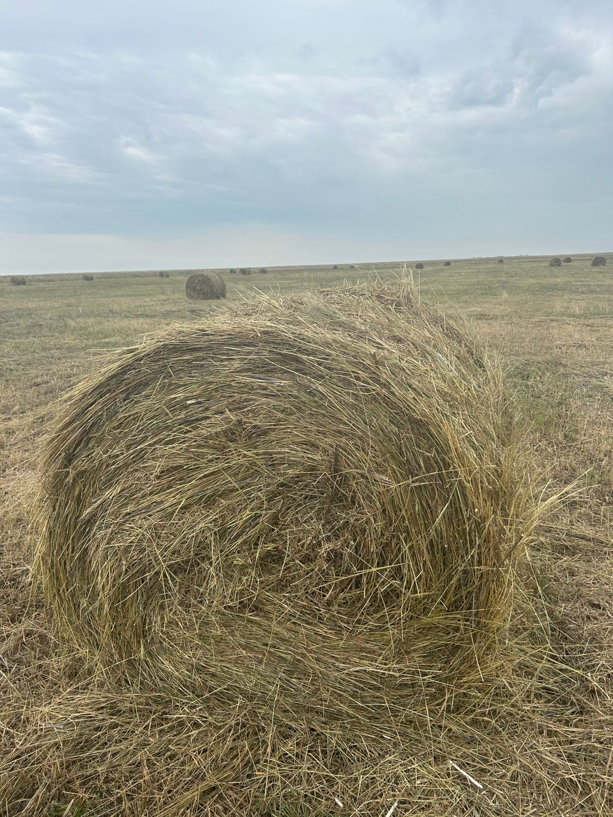 Продам сено, вес рулона 300-320кг