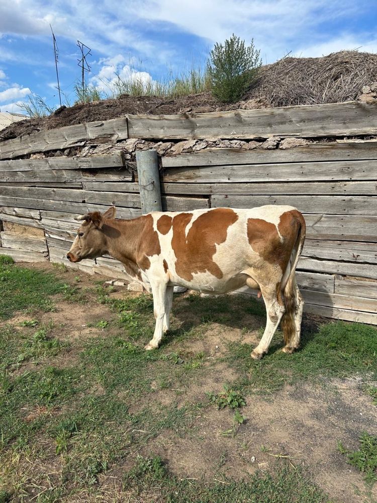 Продам карову дойную