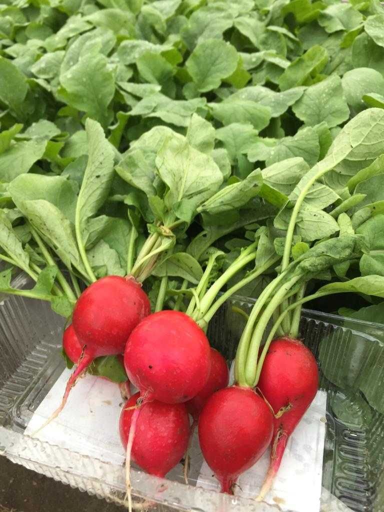 Продается свежая, вкусная и полезная редиска
