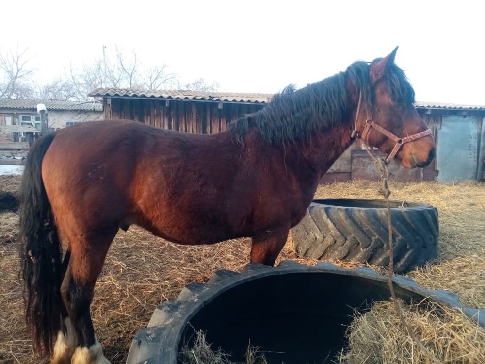продам  жеребца ,полутяж,звоните