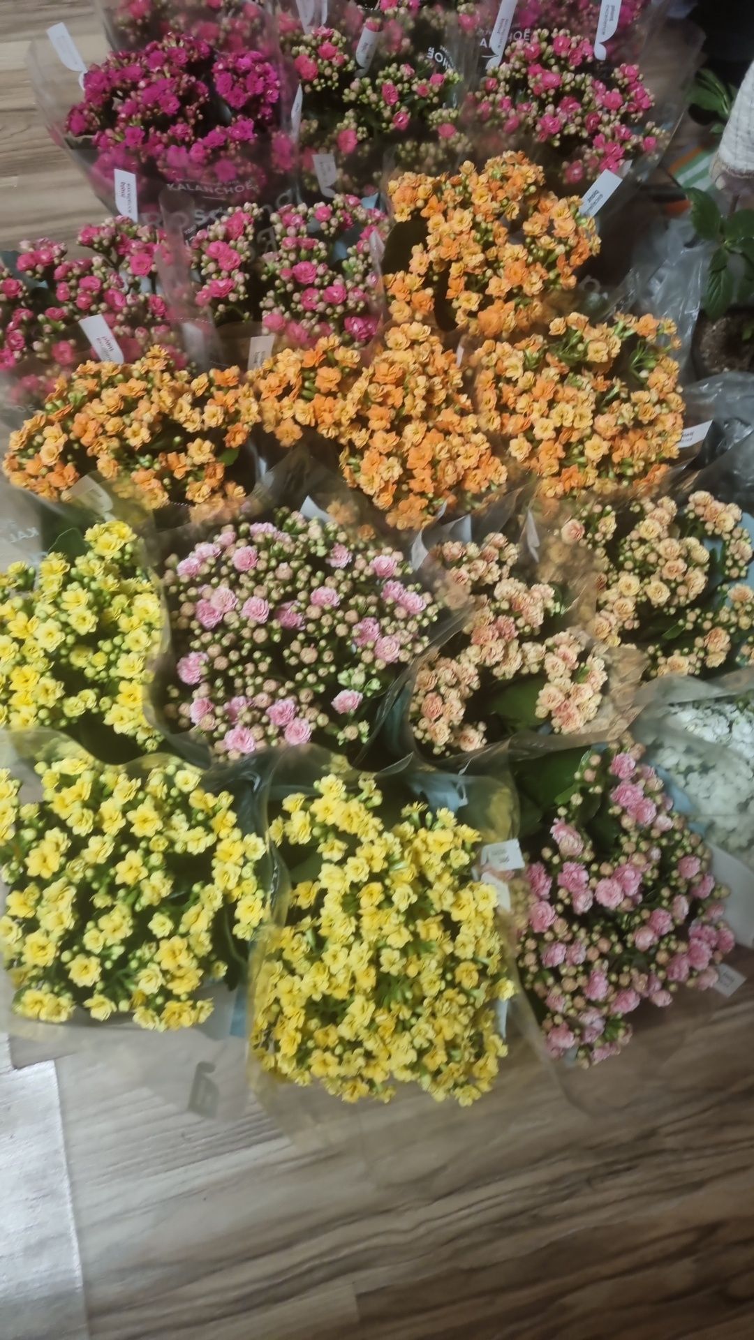 Продам цветы комнатные/садовые