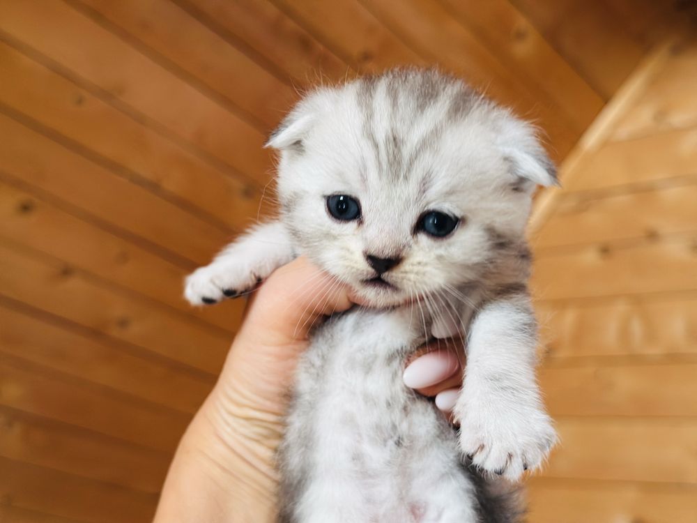 Продам шотландских котят