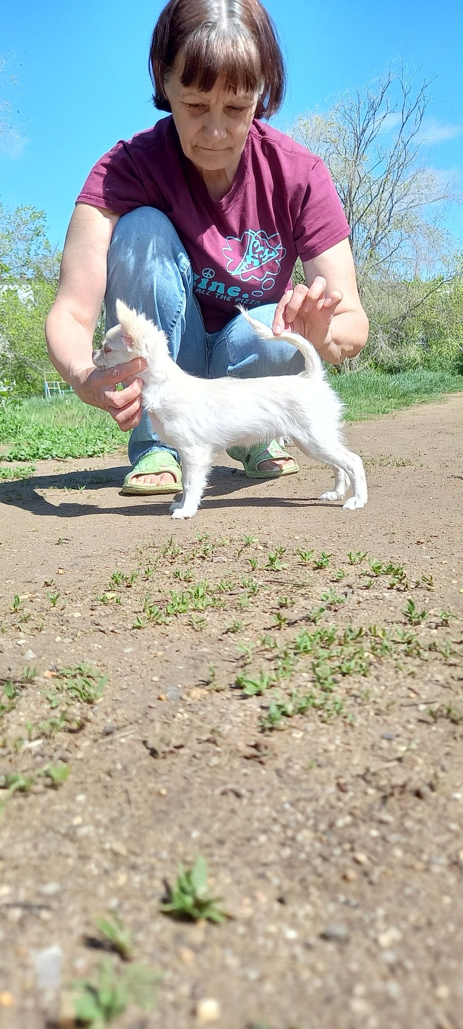 Щенок чихуахуа сука