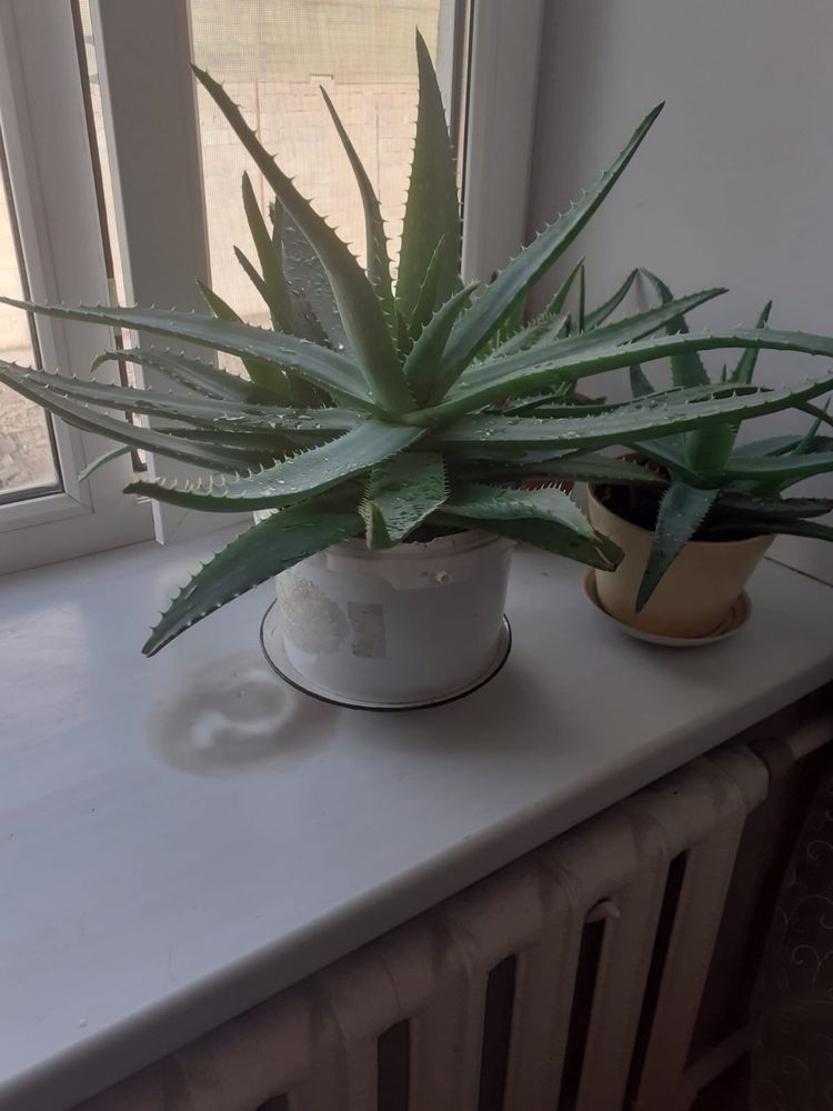Продам Алоэ-вера, разных размеров, лечебное
